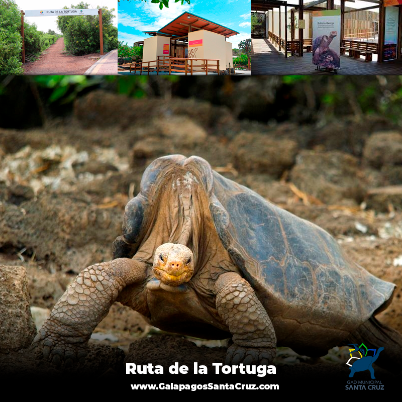 GoRaymi's tweet photo. El Solitario George es la última tortuga gigante de su especie, la puedes conocer en la Ruta de la tortuga en el Parque Nacional Galápagos.
Conoce más en: https://t.co/Hyaj3e0Gre
#GalapagosSantaCruz
#IslasGalapagos
#SantaCruzTierraDeEncuentros #HéroesDelTurismo #GoRaymi https://t.co/ktVlUbpLb1