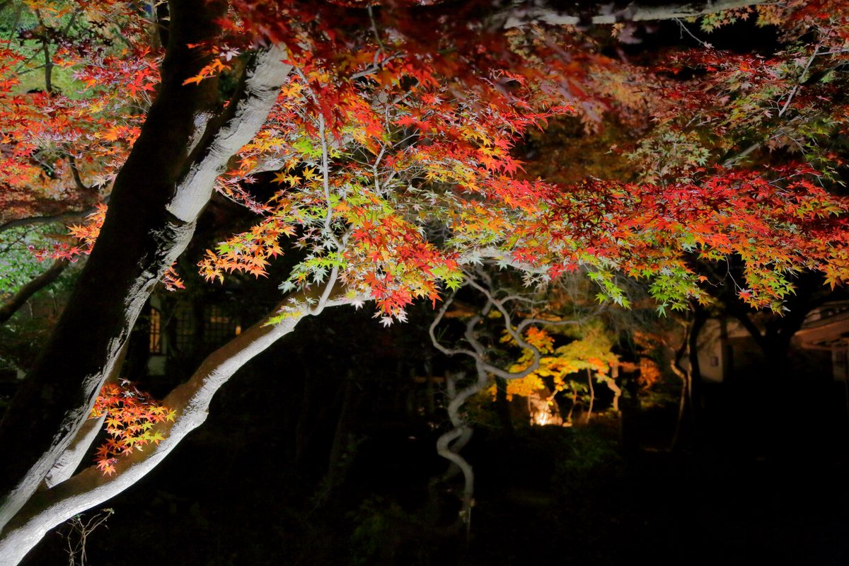 <a href="/MZ_80K2/">ザイログ80</a> 2021/12/03 日暮れまで獅子舞谷にいた後は覚園寺の夜間ライトアップへ　奥の有料区域(境内)は撮影禁止だけど、このあたりはOK