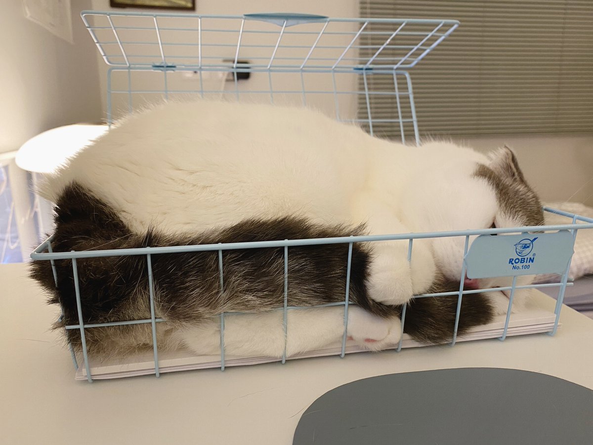 คือจะหยิบแผ่นบรีฟในตะกร้าละจู๊ดมันคิดว่าจะไล่ไปนอนที่อื่น เลยพยายามนอนขด โอ่ยยยย