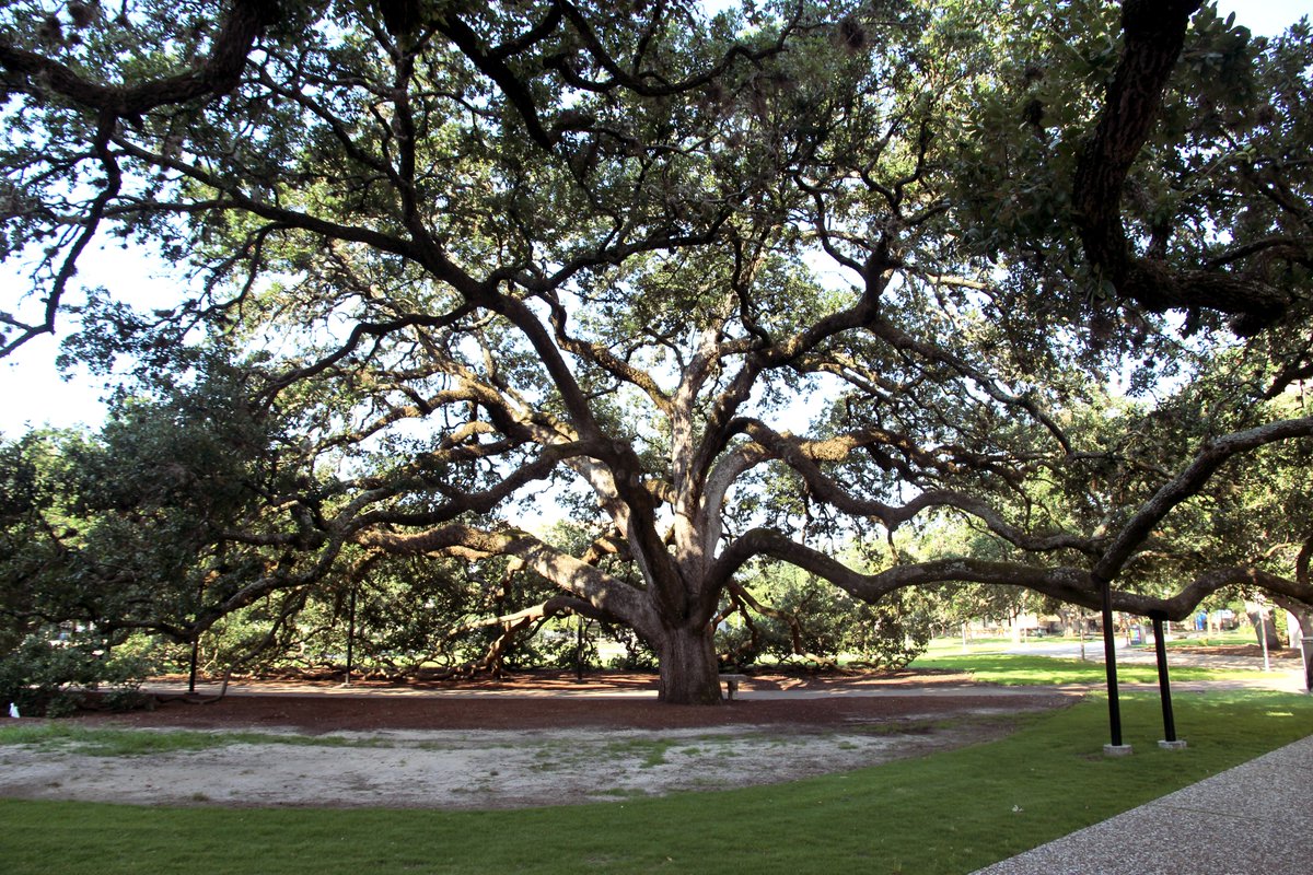 TAMULiberalArts's tweet photo. Tag someone you'd walk under the #CenturyTree with. https://t.co/fcKlFDVjcs