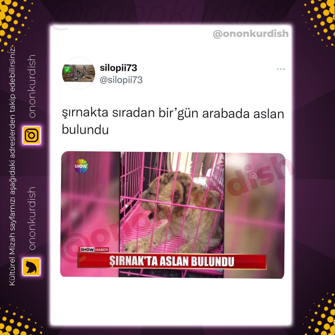 Sokakta annesi tarafından terkedilen yavru bir aslan bulunmuştur, sahiplenmek isteyen dm gelsin