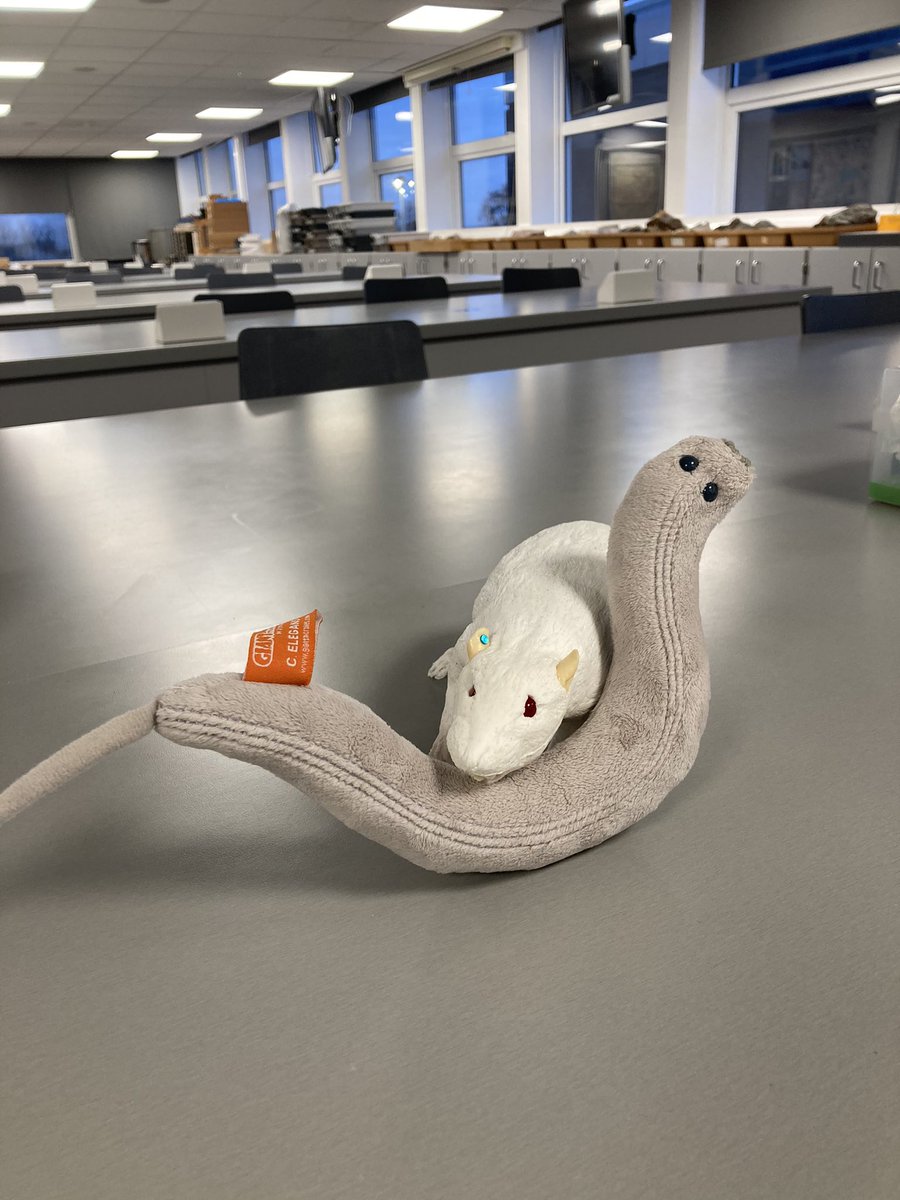 Dr Maria Dimitriadi (@dimitriadilab) on Twitter photo Invertebrate & vertebrate genetic models go hand in hand ❤️ in lab meetings <a href="/uniofhertslms/">Uni of Herts LMS</a> <a href="/UnivHertsBAND/">Biosciences University of Hertfordshire</a>! Learning about neuropathic pain from the amazing <a href="/LioneLabUH/">Dr Lisa Lione</a>! #Rats #Celegans <a href="/UHertsResearch/">Herts Research</a> Invertebrate & vertebrate genetic models go hand in hand ❤️ in lab meetings <a href="/uniofhertslms/">Uni of Herts LMS</a> <a href="/UnivHertsBAND/">Biosciences University of Hertfordshire</a>! Learning about neuropathic pain from the amazing <a href="/LioneLabUH/">Dr Lisa Lione</a>! #Rats #Celegans <a href="/UHertsResearch/">Herts Research</a>