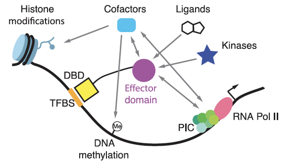 Juan Fuxman Bass (@fuxmanlab) on Twitter photo Proud to share our latest review/analysis of human transcription factor effector domains lead by <a href="/LFSoto12/">Luis F. Soto-Ugaldi</a> together with @real_zhaorong <a href="/cssantoso_/">Clarissa Stephanie Santoso</a> <a href="/annaabananabell/">Anna Berenson, Ph.D.</a> Samson Yuan, Vivian Shen and Isabella Ho, published in <a href="/MolecularCell/">Molecular Cell</a> 1/9
cell.com/molecular-cell… Proud to share our latest review/analysis of human transcription factor effector domains lead by <a href="/LFSoto12/">Luis F. Soto-Ugaldi</a> together with @real_zhaorong <a href="/cssantoso_/">Clarissa Stephanie Santoso</a> <a href="/annaabananabell/">Anna Berenson, Ph.D.</a> Samson Yuan, Vivian Shen and Isabella Ho, published in <a href="/MolecularCell/">Molecular Cell</a> 1/9
cell.com/molecular-cell…