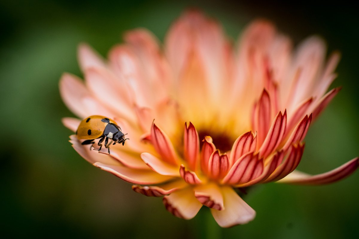 Sigma_Photo's tweet image. Join #SigmaAmbassador @Fairyography at @samys_camera in Los Angeles, CA on 1/29 for a hands-on #macro photography workshop through the @DescansoGardens. 

We will also have a variety of #SIGMAlenses to use for those perfect macro shots!

Details: bit.ly/3rz3q1e