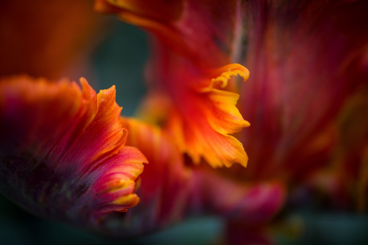 Sigma_Photo's tweet image. Join #SigmaAmbassador @Fairyography at @samys_camera in Los Angeles, CA on 1/29 for a hands-on #macro photography workshop through the @DescansoGardens. 

We will also have a variety of #SIGMAlenses to use for those perfect macro shots!

Details: bit.ly/3rz3q1e