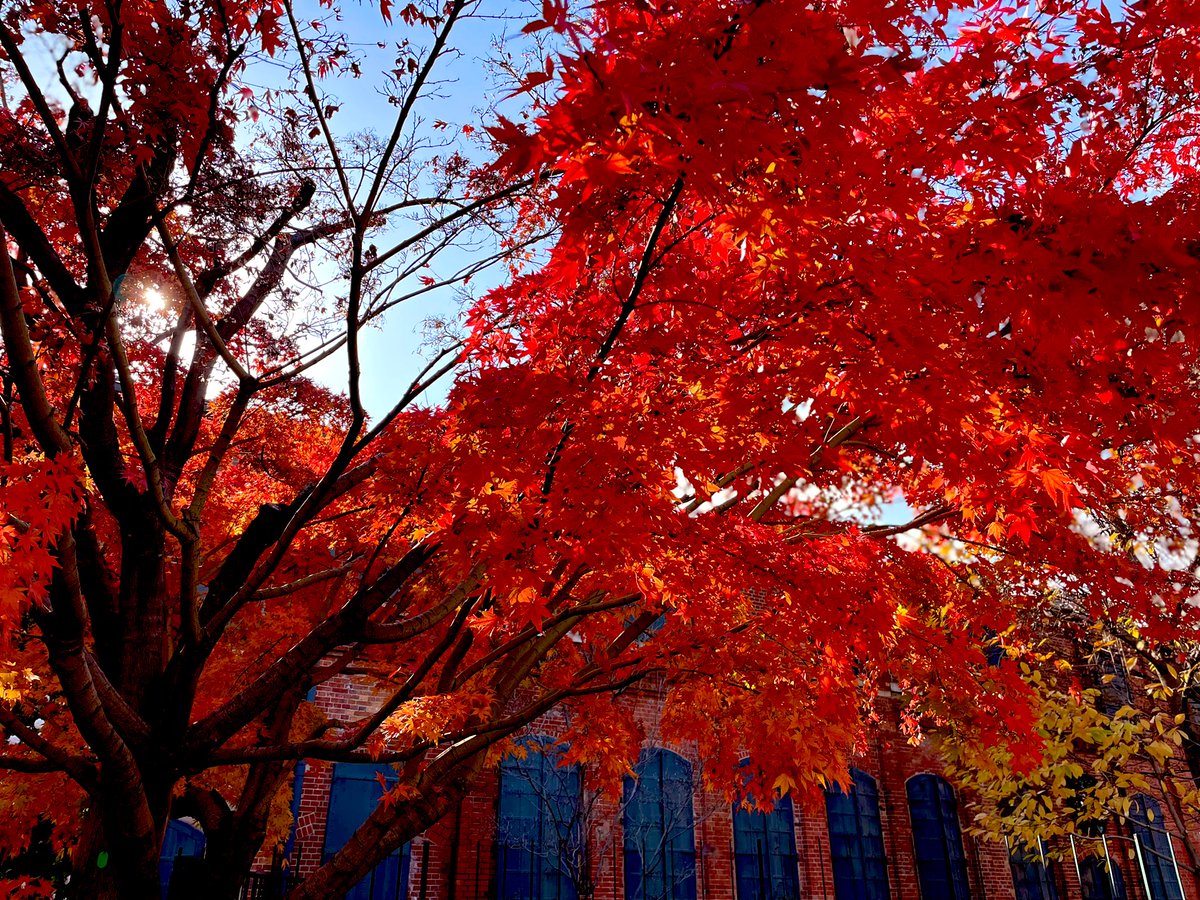 yakapii's tweet photo. 紅葉ももうすぐで終わりですね
来年はキレイだといいな
#ノリタケの森
#nagoya
#撮影スポット https://t.co/1vKB5SuRud