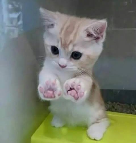 พี่ไรน์ไฮไฟฟ์ 🐈🤎