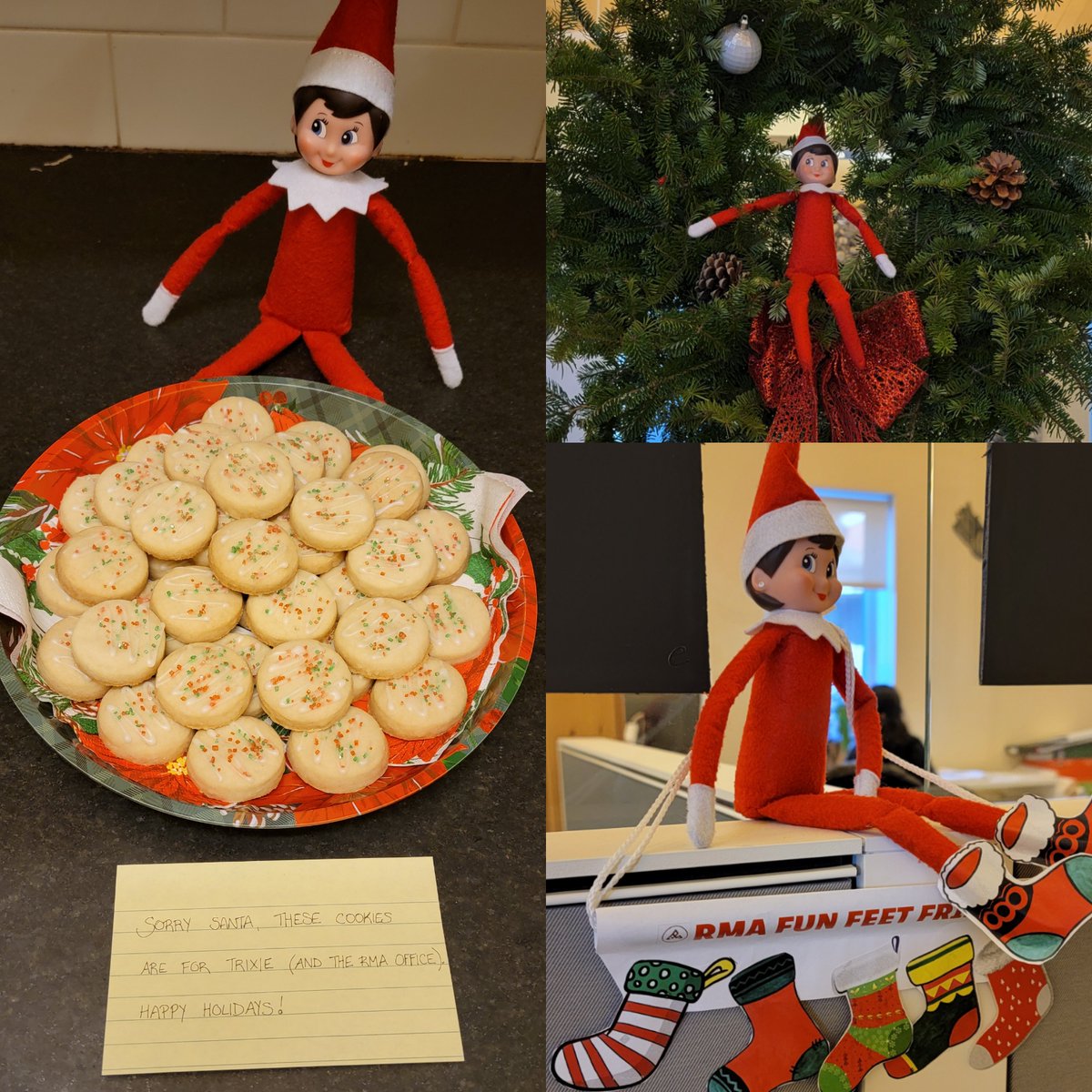 Our little Elf Trixie has been starting some mischief around the office!