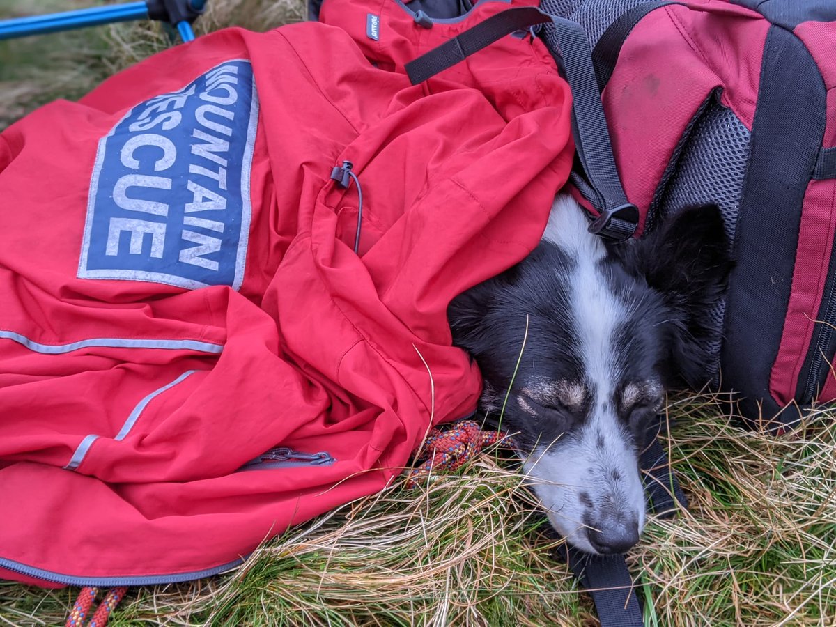 Search Dog Willow tweet media