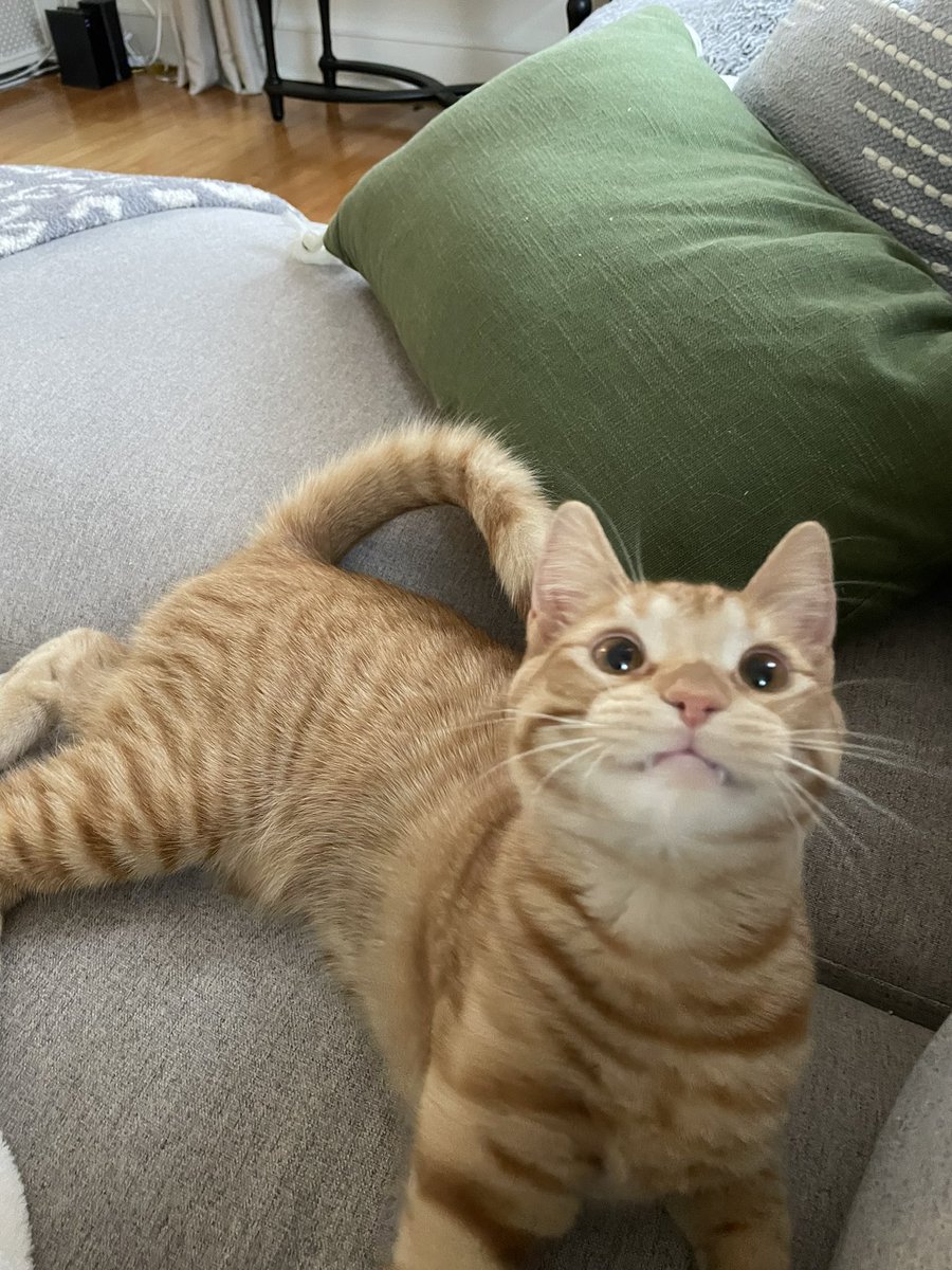 SkylarFore's tweet photo. Dorito wants to show off his big boi teeth 🧛 https://t.co/LqS8asBglY