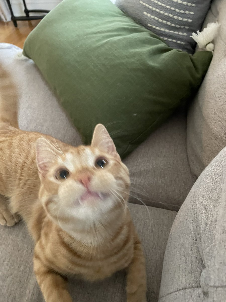 SkylarFore's tweet photo. Dorito wants to show off his big boi teeth 🧛 https://t.co/LqS8asBglY