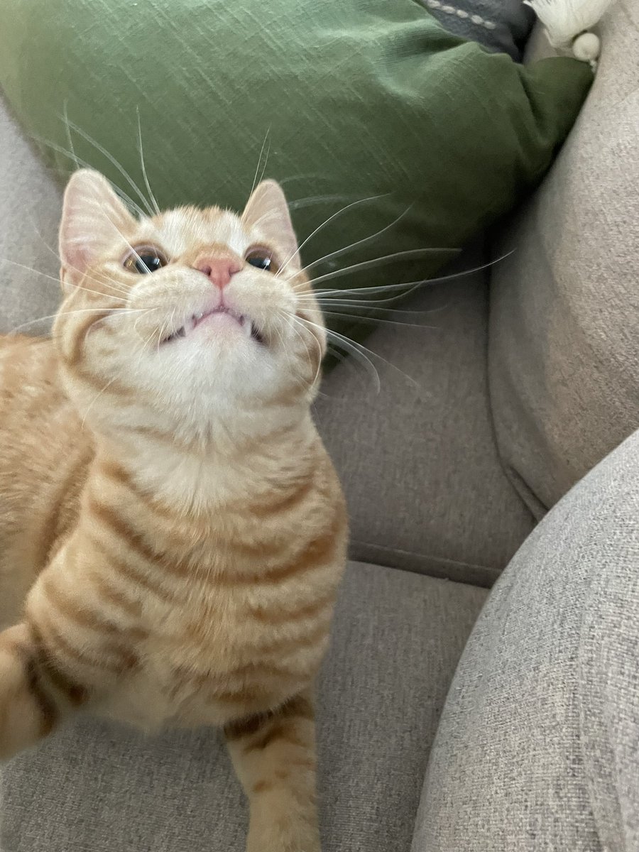 SkylarFore's tweet photo. Dorito wants to show off his big boi teeth 🧛 https://t.co/LqS8asBglY