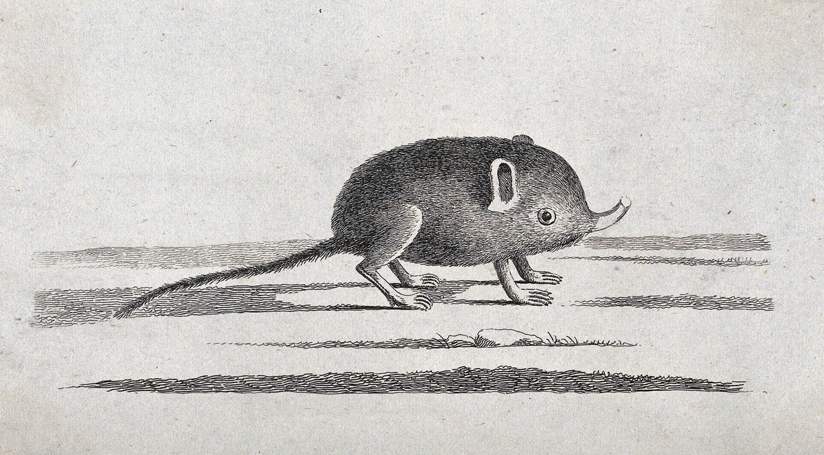 PaulDock93's tweet image. Two absolutely incredible old drawings of them x