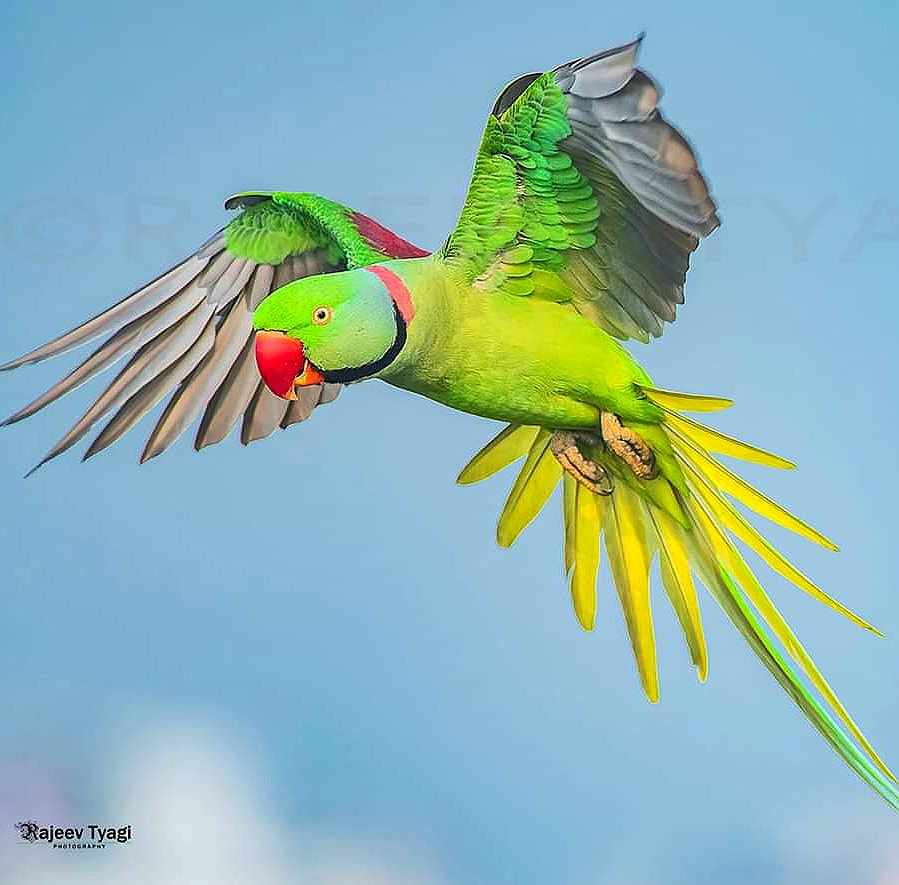 rajeev310382's tweet photo. Alexandrine parakeet https://t.co/zAg7DukCcd