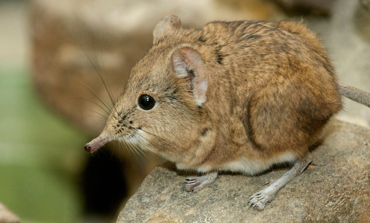 PaulDock93's tweet image. Thinking about one of nature’s oddest little blokes: Elephant Shrews x