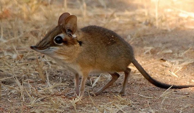 PaulDock93's tweet image. Thinking about one of nature’s oddest little blokes: Elephant Shrews x
