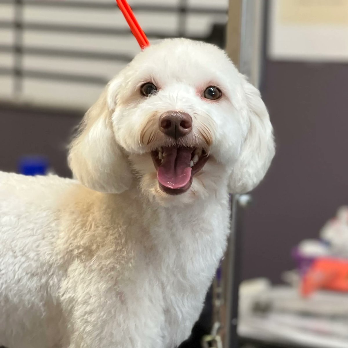 If Friday had a face, we're pretty sure it would look like Eleven's. 🐾💜 Have a great weekend! ✂️ Groomer: Kelsey W. #FeelGoodFriday #IndyGroomer #FurrPetSpa