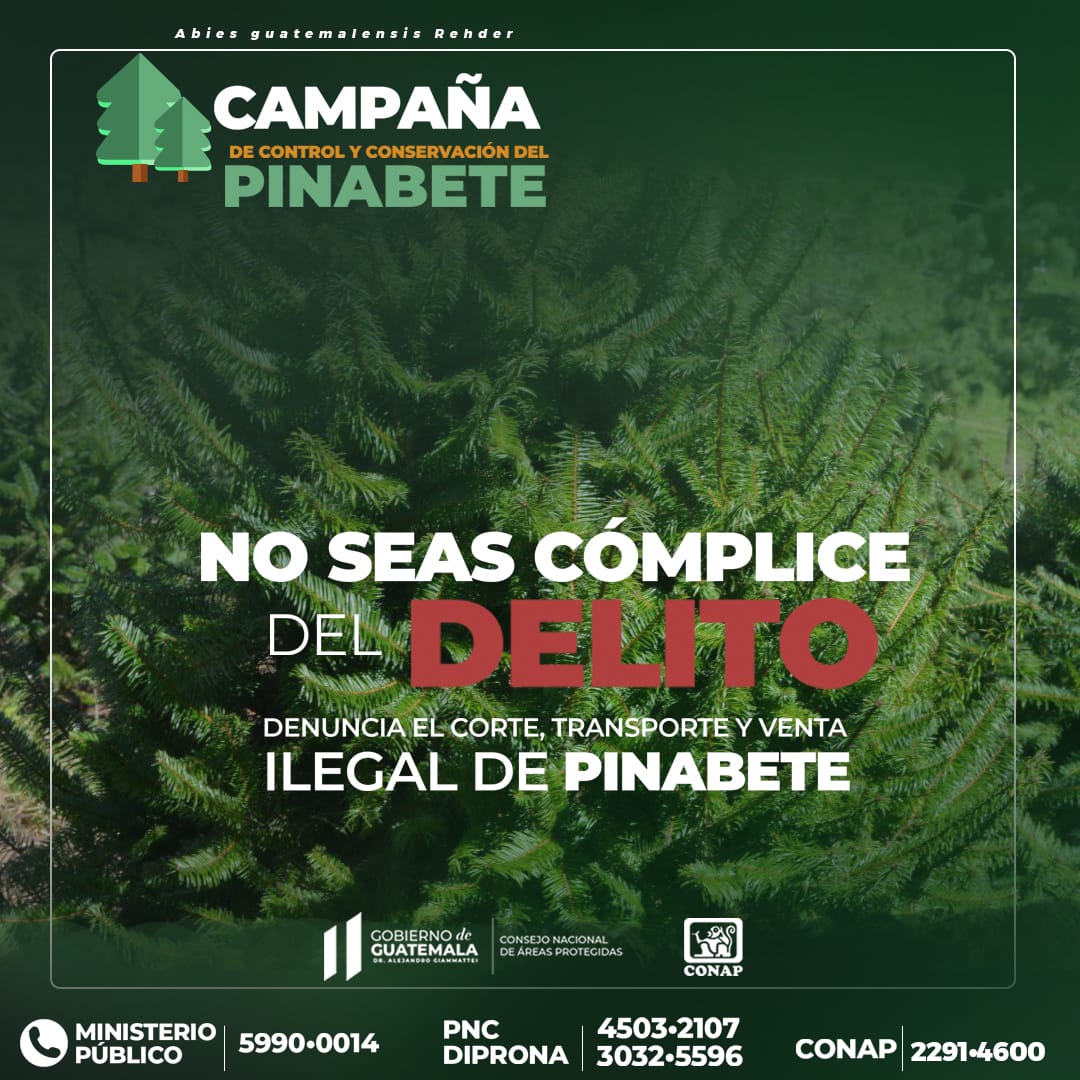CONAPgt's tweet photo. ¡Protejamos los bosques! 🌲🌲🌱

🔴Denuncia el corte, transporte y venta ilegal de #Pinabete 🌲.

#CompraLegal #CompraConMarchamo
#ÁreasProtegidasGT #DiversidadBiológica #PinabeteConMarchamo #Pinabete #CONAP
#EvitemosSuExtinción https://t.co/fmvfZMES3E