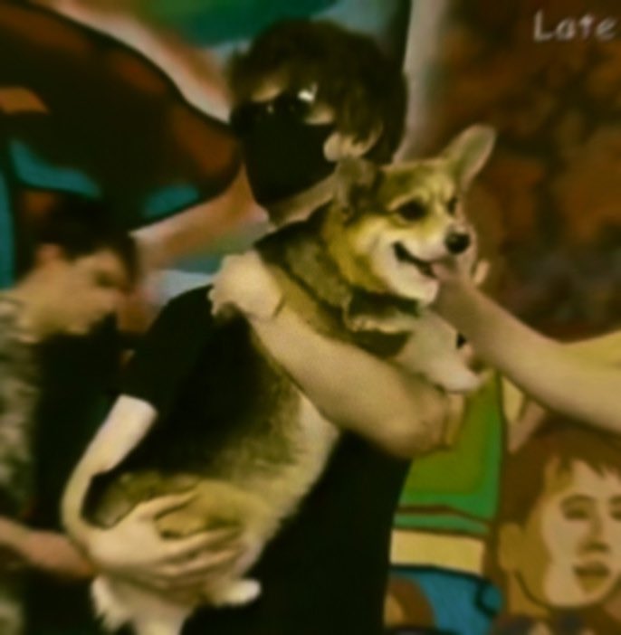 ranboofilm's tweet photo. doggo and meow meow https://t.co/GufjtuH5dD