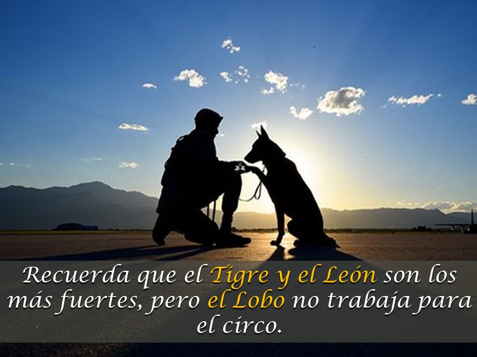 MilitaresAccion's tweet photo. El lobo no trabaja para el circo... #Sedena #EjercitoFAM #FelicesFiestas https://t.co/rTwH4ionOM