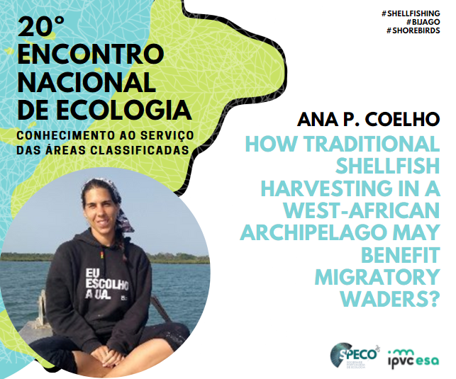 PortugalEcology's tweet photo. #20ENE | @Ana_P_Coelho shows us how traditional shellfish harvesting in a West-African archipelago may benefit migratory waders.
#Shellfishing #Bijago #Shorebirds https://t.co/j01R9ia2Vt