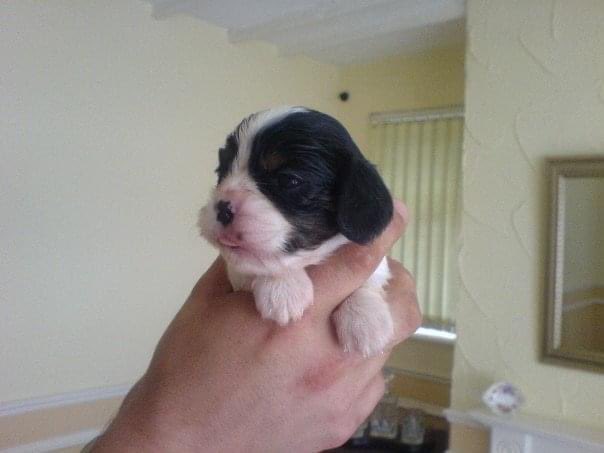 believeinmagicd's tweet photo. @SpanielAidUK Wow Monica looks so much like my Alfie did at the same age 🥰🥰🥰🥰 https://t.co/vHfAG24tpN
