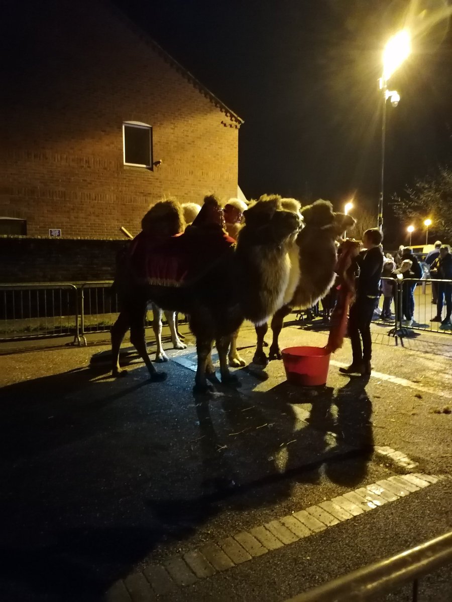 Christmas camels in Wem.