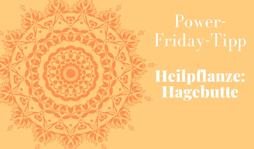 Lessan_eV's tweet photo. Power- Friday! Heute kommt ein Gesundheits Tipp. Undzwar die Hagebutte. Der hohe Vitamin-C-Gehalt macht Hagebuttentee gesund und stimuliert das Immunsystem. Dadurch hilft er dem Körper, krankmachende Viren, Bakterien oder Pilze abzuwehren🧡💜 https://t.co/viTIOkkSFb