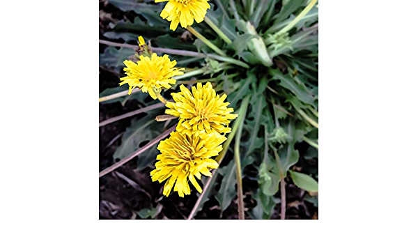 Orphan crop of the day: Rubber dandelion (Taraxacum kok-saghyz)
Origin: Kazakhstan
Uses: Rubber, inulin, latex
Positives: Cheap alternative to rubber trees under threat from bacterial blights
Negatives: Strict growth conditions
Source: plantmethods.biomedcentral.com/articles/10.11…