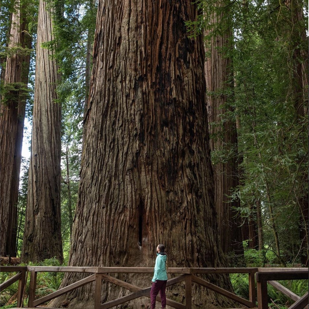 ROAVCustom's tweet photo. Van life bucket list ✅
 #redwoods #vanlife #vanconversion #sprintervanconversions #vanlifecamper #vanlifestyle #vanlifers #mercedessprinter #sprintervan #tinyhouse #sprinter4x4 @thedesertcruiser https://t.co/5dG7NpUerN