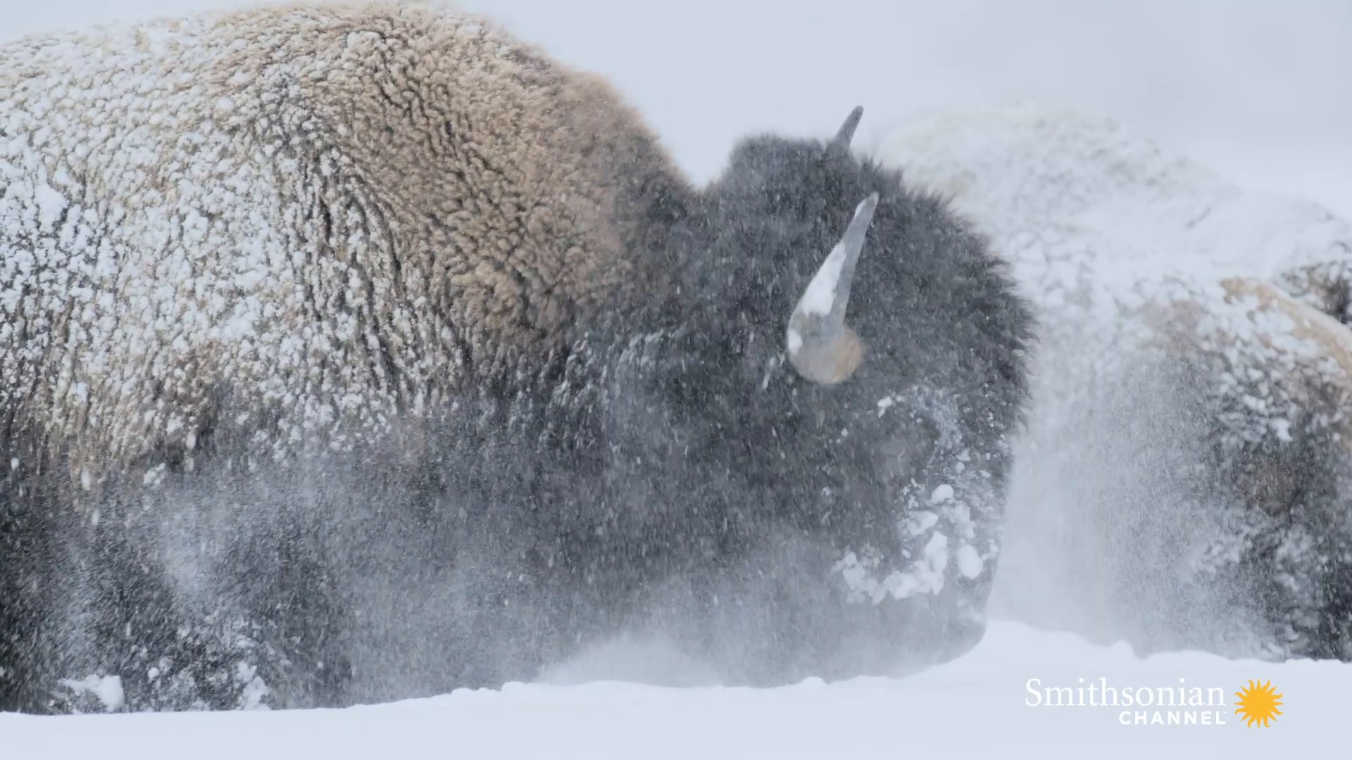 Bison Twitter Search Twitter