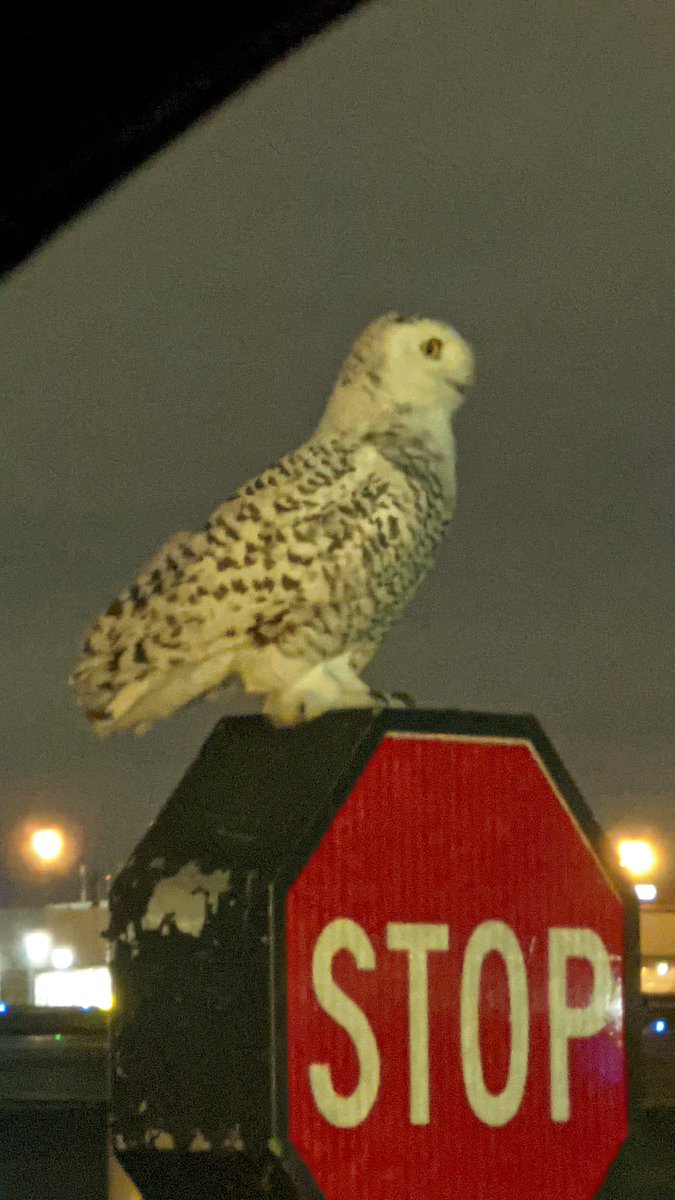 MikeTango85's tweet photo. Wish the picture wasn't so blurry but found a snow owl at YYZ #birdwatching #snowowl  @TorontoPearson https://t.co/Pqa4yW0LWz