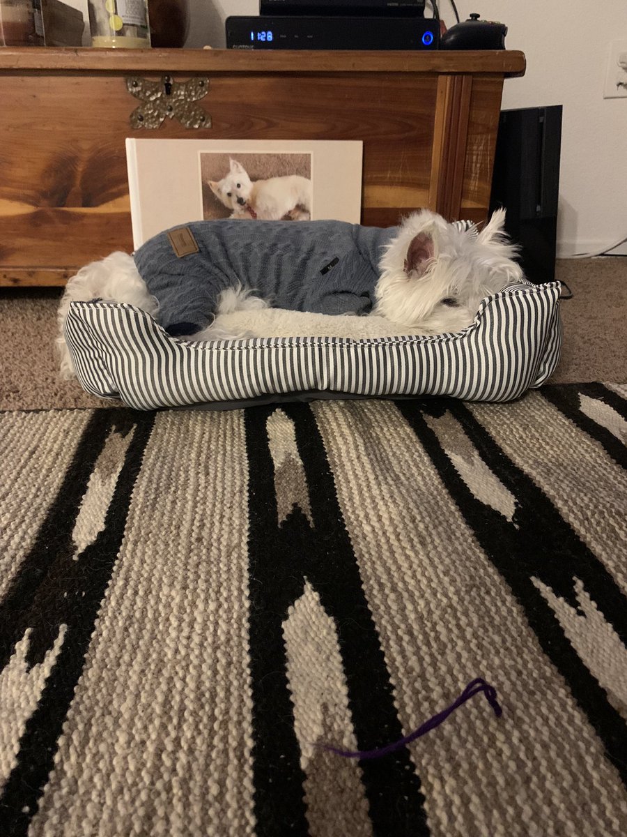 I am going to stay at the vet today friens. My heart rate is very low and I needsome IV treatments. That’s why I’ve been so cold. I got a new bed and took this picture last night. Hopefully I can go home tomorrow and lay in it. #westie #westhighlandterrier #dogsoftwitter #zeus