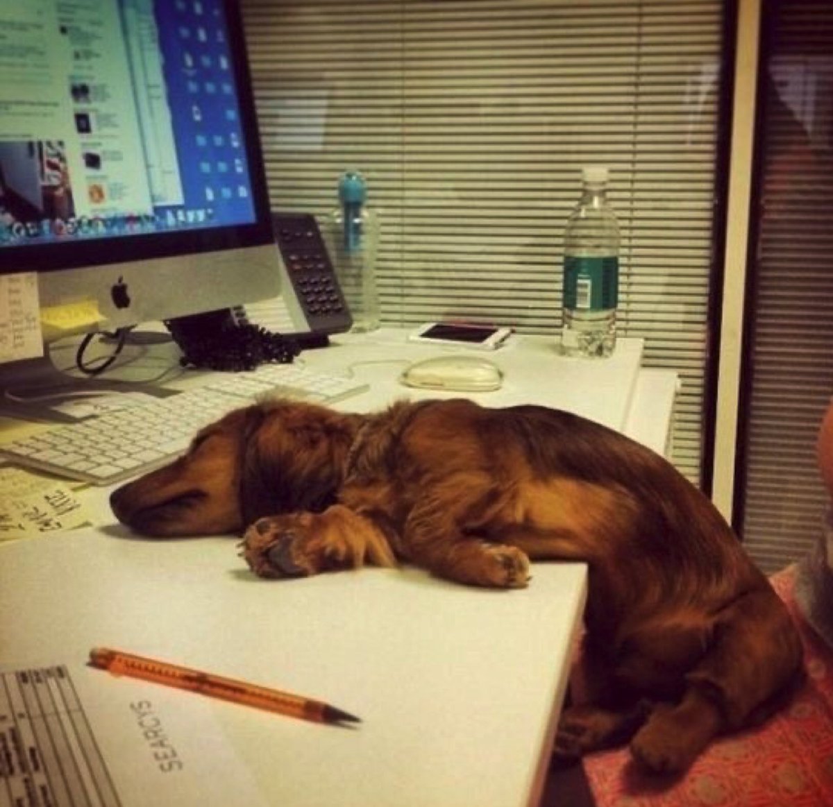 SOSsalchichas's tweet photo. La verdad detrás del  “home office” https://t.co/m8zFMoZBfb
