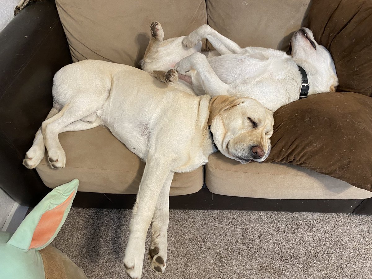 Someone just asked me if I had fallen asleep in a meeting because I wasn’t on mute and these guys are snoring loud enough that the mic picked it up from across the room.