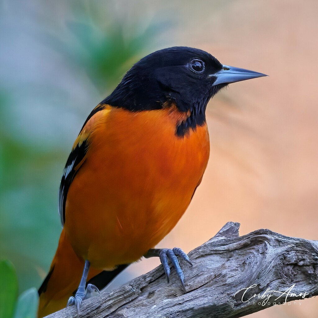 CorbyAmos's tweet photo. Baltimore Oriole still hangin 'round. Has teamed up with the female/juvenile Oriole (can't tell which). They chase each other a lot.
.
.
#birdphotography #birdwatching #birding #birdlovers #bird_brilliance #birds_adored #birds_captures #birdfreaks #nuts_… https://t.co/QqfMp0bflx https://t.co/DsSxCncF8r