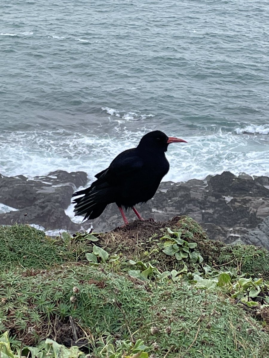 thedf07's tweet photo. exciting to see… #chough #RSPB #cornwall https://t.co/47iH4MxGIz