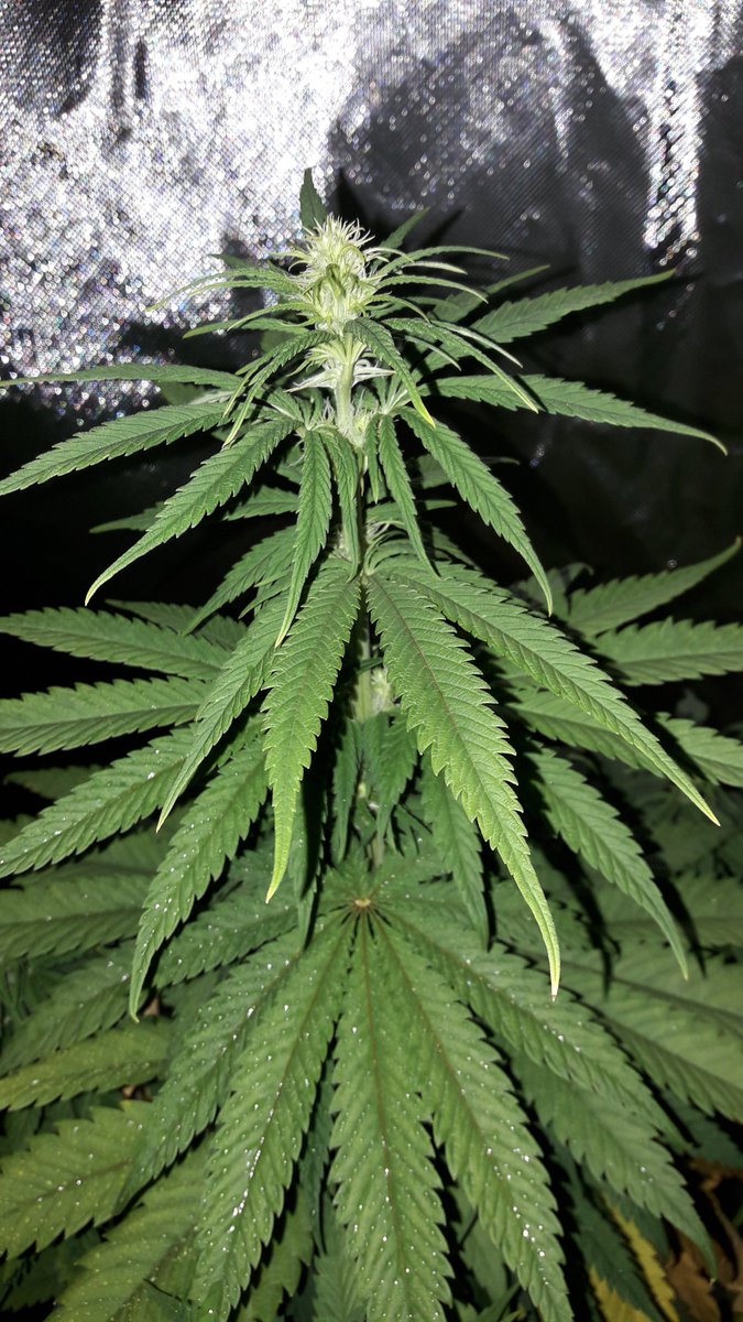 AdrycManellson's tweet photo. Weed Noche Verde Mundo, desde #AdrycsCove, con mis #Makaha y #SnowRipper @GreenbudSeeds y #KritikalK @Kannabia_Samen, #Fem, en #PureTent #RefPet @ThePureFactory_ aguardan la luz #ThePureLed480Pro by @DPlantasur, mi Hada @INMAQ16, @HempCropEs y la #Crew Deseamos todo Feliz..🧚♂️😎 https://t.co/qeM3QyZOEI