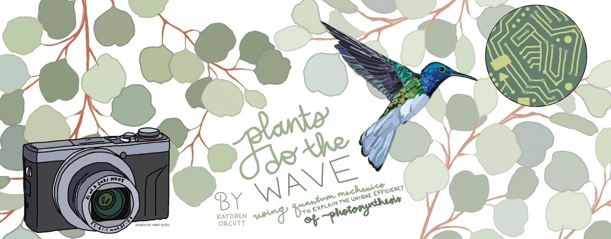 BerkeleySciRev's tweet photo. Plants and other #photosynthetic organisms store the sun's #energy with remarkable efficiency. The Fleming and Whaley labs @UCB_Chemistry use advanced tech to explore how quantum mechanics fit in. #Issue41

Author: @KaydrenOrcutt 
Designs: Abigail Estes 
https://t.co/aGj7IDan9v https://t.co/6VkLFHuaWQ