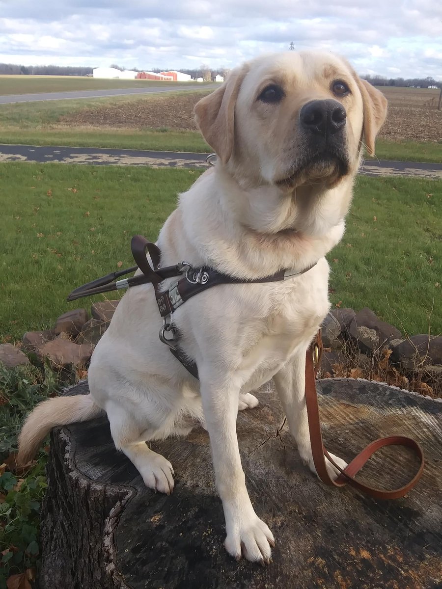 Xuan update: Xuan is working hard learning to wear the harness. Good boy Xuan! #raiseapuppy #changealife #freedomguidedogs