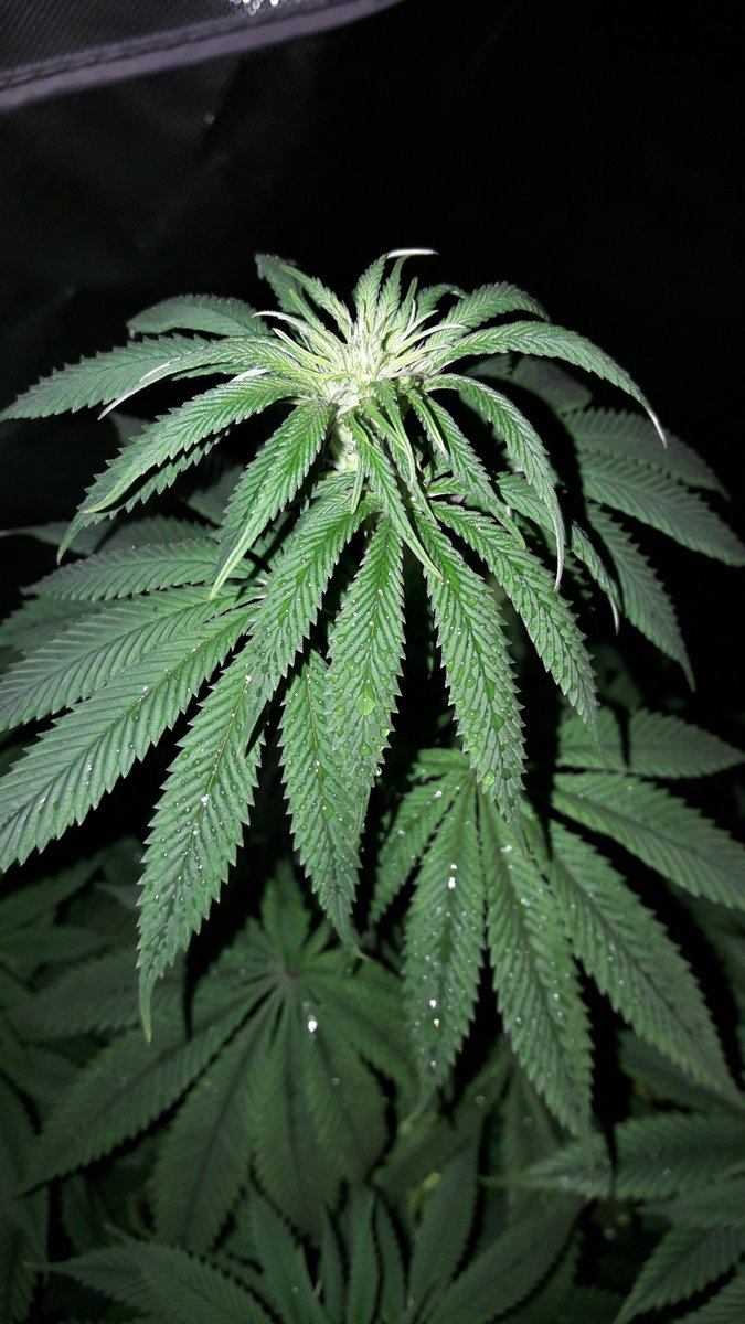 AdrycManellson's tweet photo. Weed Noche Verde Mundo, desde #AdrycsCove, con mis #Makaha y #SnowRipper @GreenbudSeeds y #KritikalK @Kannabia_Samen, #Fem, en #PureTent #RefPet @ThePureFactory_ aguardan la luz #ThePureLed480Pro by @DPlantasur, mi Hada @INMAQ16, @HempCropEs y la #Crew Deseamos todo Feliz..🧚♂️😎 https://t.co/qeM3QyZOEI