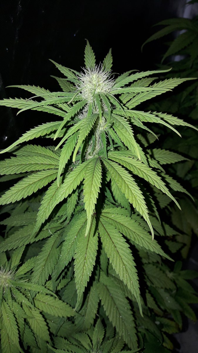 AdrycManellson's tweet photo. Weed Noche Verde Mundo, desde #AdrycsCove, con mis #Makaha y #SnowRipper @GreenbudSeeds y #KritikalK @Kannabia_Samen, #Fem, en #PureTent #RefPet @ThePureFactory_ aguardan la luz #ThePureLed480Pro by @DPlantasur, mi Hada @INMAQ16, @HempCropEs y la #Crew Deseamos todo Feliz..🧚♂️😎 https://t.co/qeM3QyZOEI