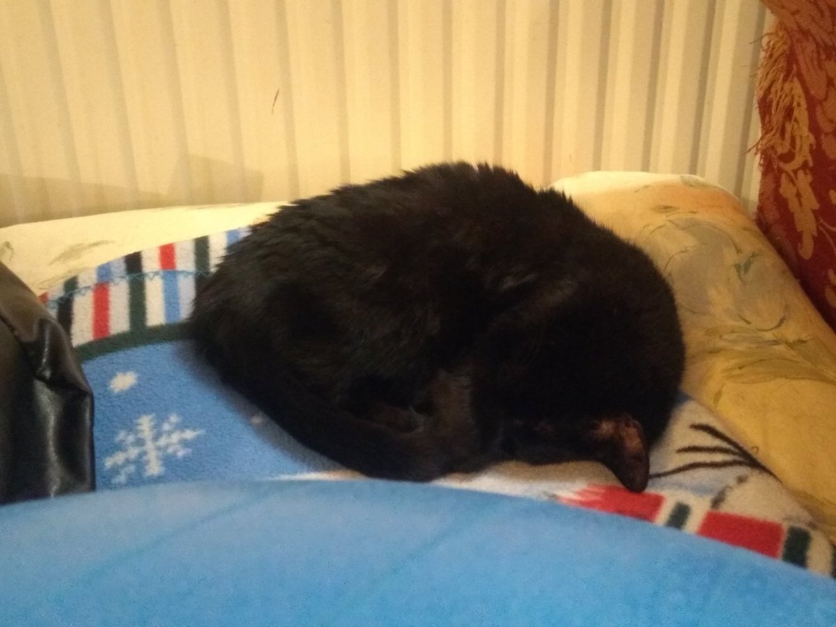 URSpellbinding's tweet photo. One of my favourite sleeping spots. Zzzzzz .... zzzzz.... #twittercats https://t.co/heO5iAekaJ