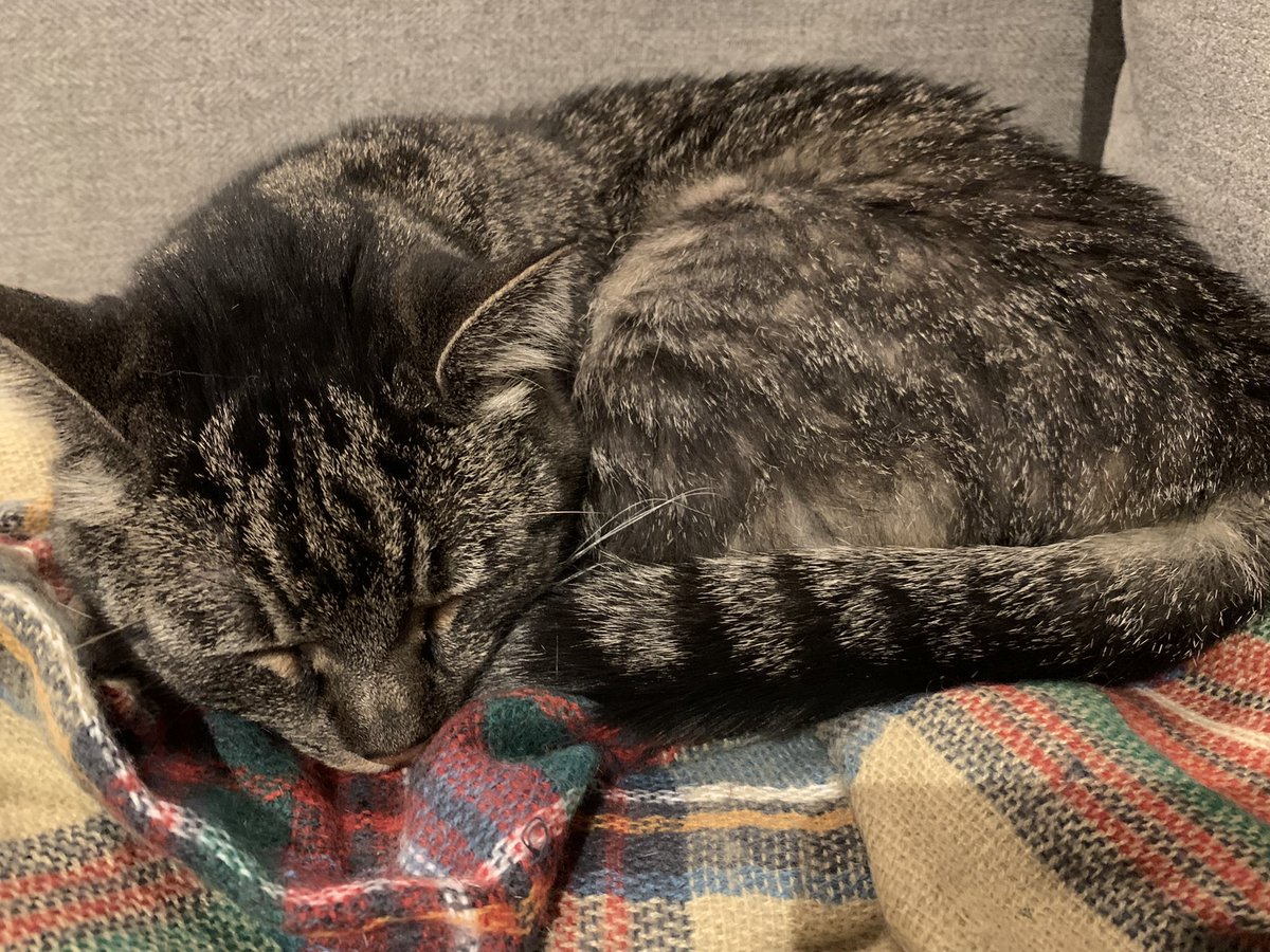 poogupdate's tweet photo. warm naps https://t.co/hOejmWvNI7