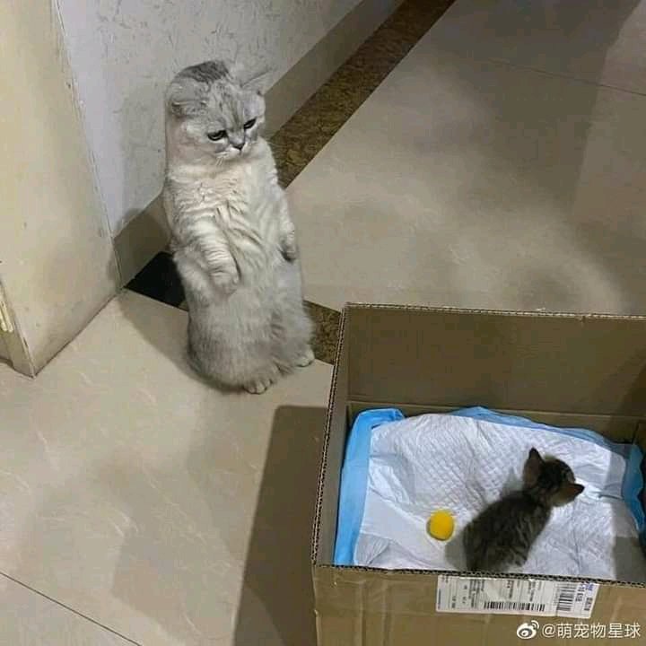 pets_fun_house's tweet photo. https://t.co/Hhsq7OSc5u