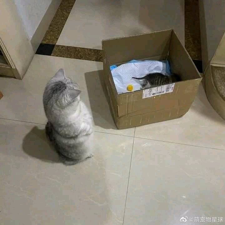 pets_fun_house's tweet photo. https://t.co/Hhsq7OSc5u