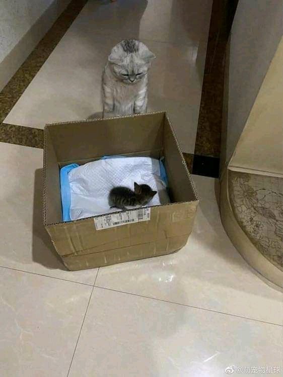 pets_fun_house's tweet photo. https://t.co/Hhsq7OSc5u