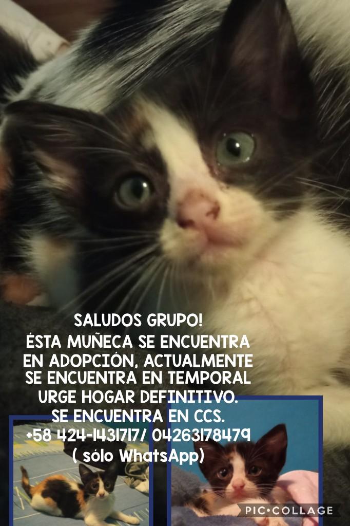 PerroUsuario tweet picture