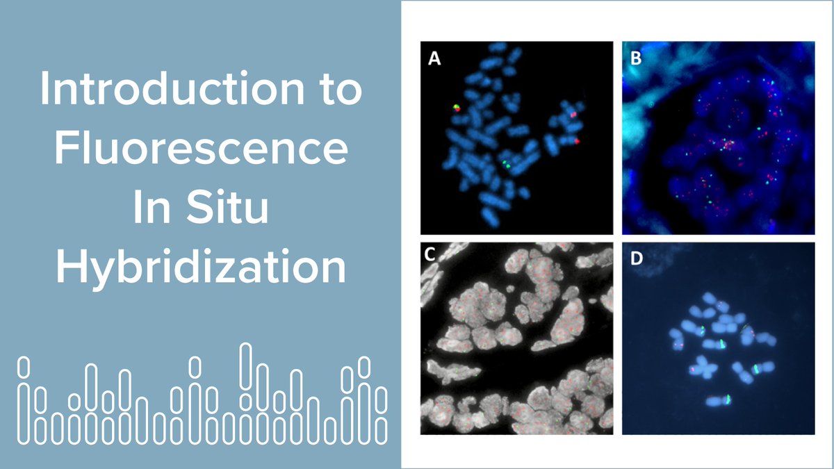 AraceliBio's tweet photo. Learn about FISH and its impact on drug discovery in our new article! Check it out here:  https://t.co/f59RFkOVWa

#FISH #fluorescence #educationalarticle #highcontentscreening #fluorescencemicroscopy https://t.co/KgwiMdyykW