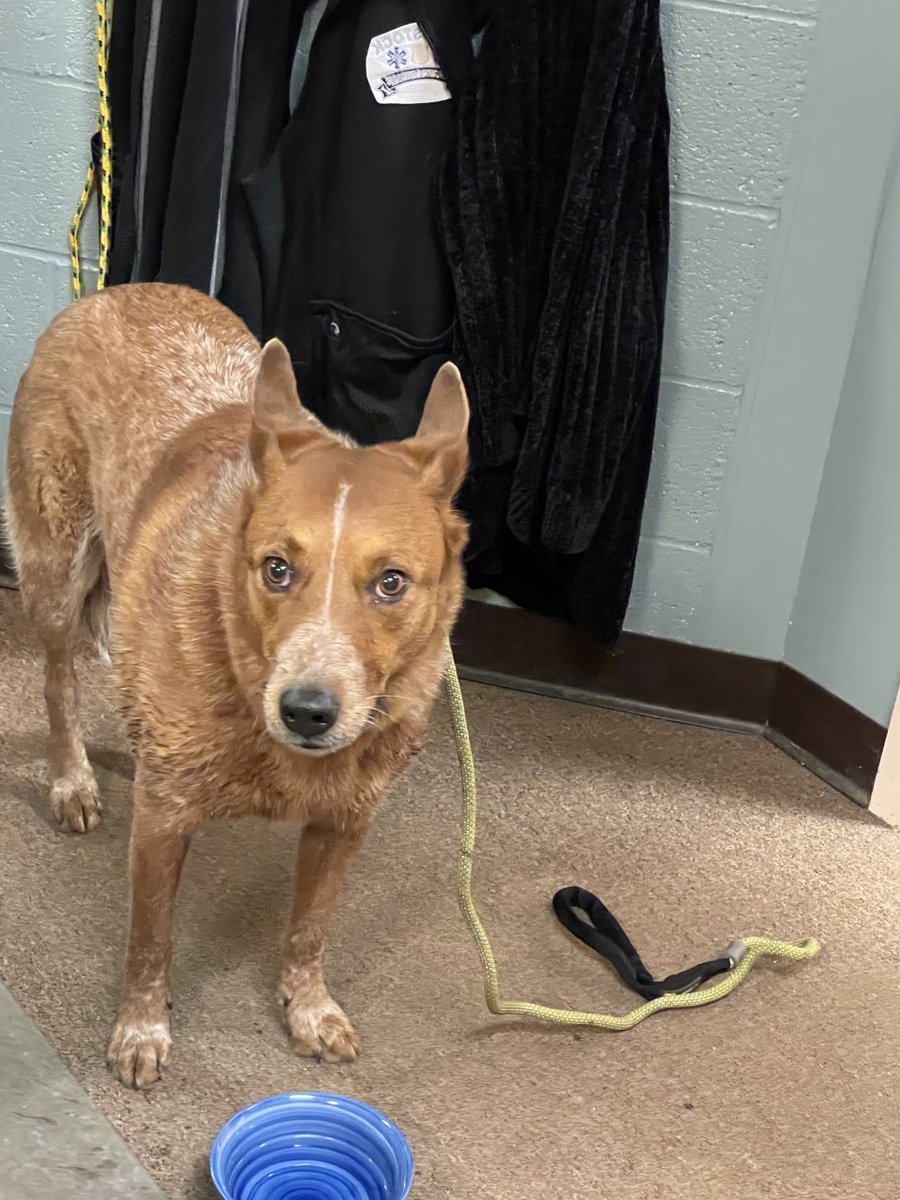 Found this lost doggo wandering in Route 4 by the Farmer's Market.  He has a collar but no tags.  If you recognize him, we would love to reunite him with his people.  Please call the Woodstock Police Department at 802-457-1420.  Thank you.